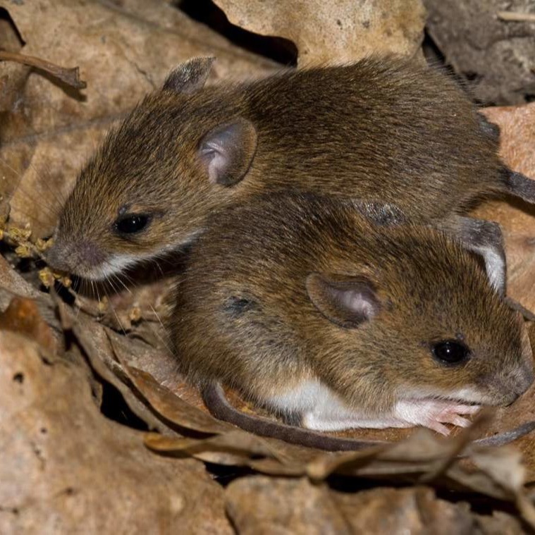 Уничтожения мышей в частном доме в Ярославле?