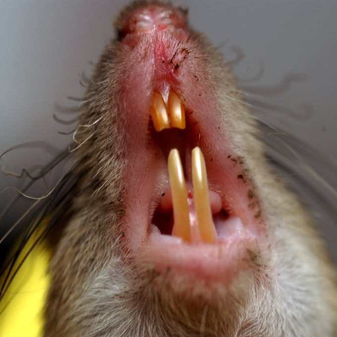 Дератизация крыс в Ярославле?